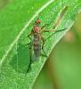 Empis livida
